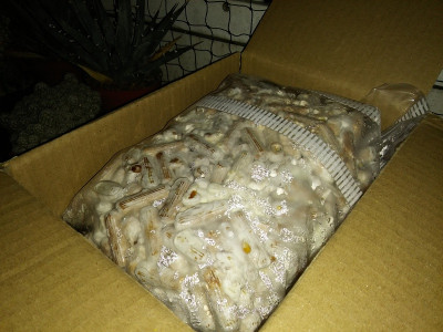 Shiitake Brut.jpg