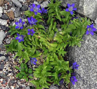 Gentiana_septemfida_CompactForm_2007-07-23.JPG