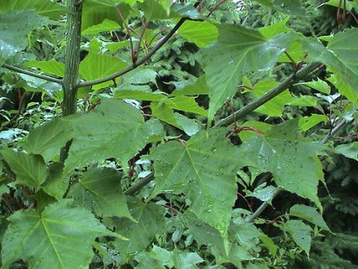 Acer_rufinerve_3.jpg
