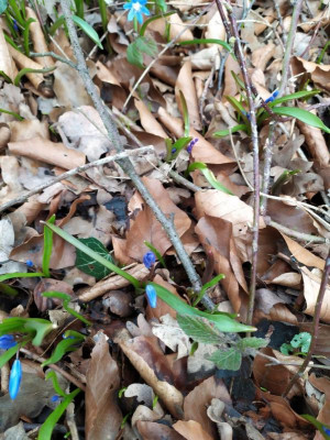 Scilla2020Bifolia.jpg