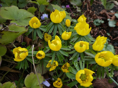 Eranthis x thubergenii  k 200304.jpg