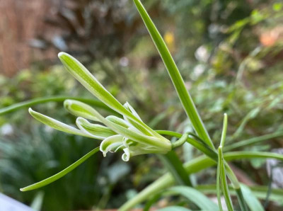 galanthus_narwhal_4.3.20.jpg