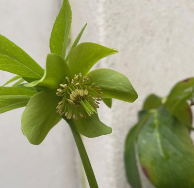 helleborus-odorus-slowenien_29.2.20.jpg