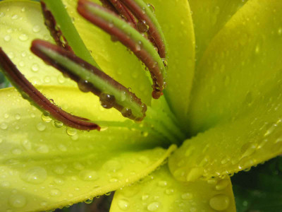 comp_2Blumen_20.07.07_005.jpg