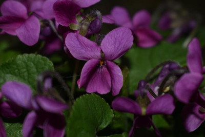 vogelnest viola rot 006.JPG