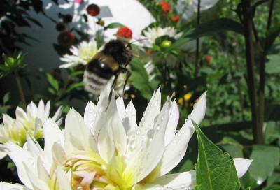 comp_2Blumen_20.07.07_078.jpg
