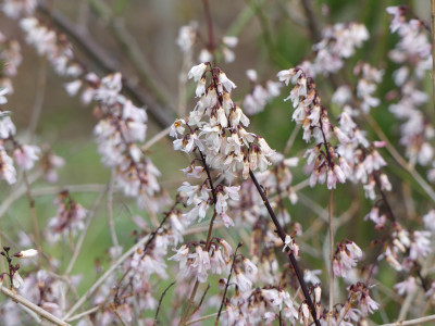 2020-03-01 Abeliophyllum distichum.jpg