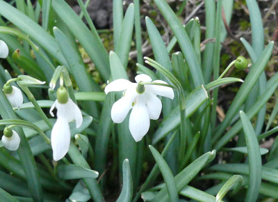 2020-03-05 Galanthus nivalis Findling 1.jpg