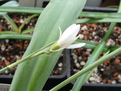 2020-03-05 Galanthus 'Otterhauw' 1.jpg