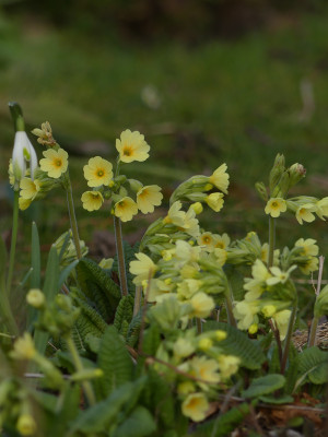 2020-03-05 Primula eliator 1.jpg