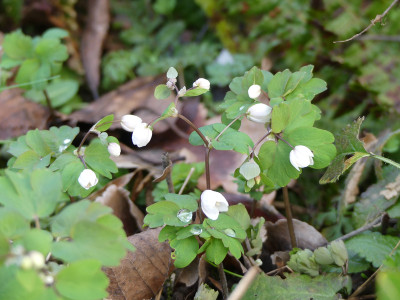 2020-03-05 Isopyrum thalictroides.jpg