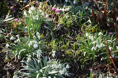 galanthus_saemlinge.jpg