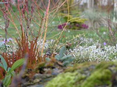 2020-03-05 Garteneinblick 2.jpg