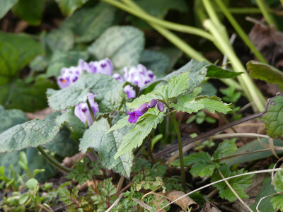 2020-03-05 Cardamine glanduligera.jpg