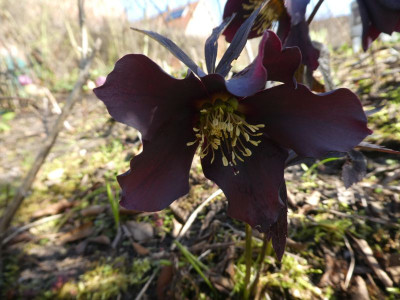 Helleborus schwarz 200305 k.jpg