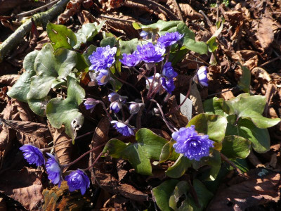 Hepatica Axel 200305 k.jpg