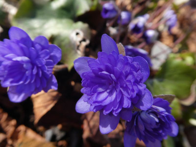 Hepatica Axel Blüte 200305 k.jpg