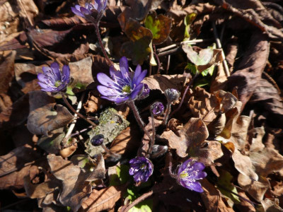 Hepatica 'Oleila' 200305 k.jpg