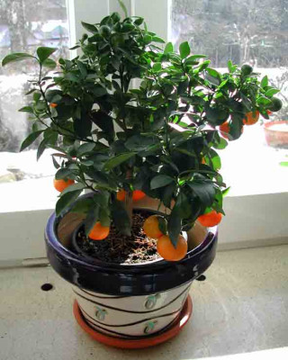 citrus_calamondin.jpg