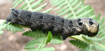 08250036_eDeilephila_elpenor-MittlererWeinschwarmer_Raupe.JPG