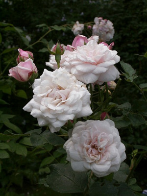 Blanche-Lafitte-07-07.jpg