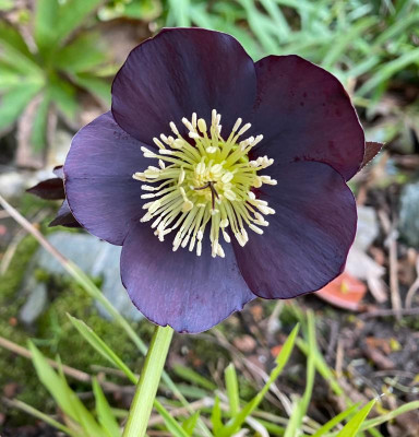 helleborus-daunkel-slaty_29.2.20.jpg