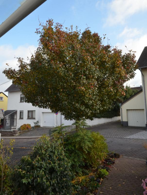 Apfeldorn.17-3.jpg