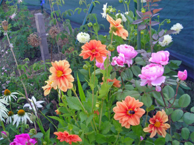 dahlien_rosen_01.jpg