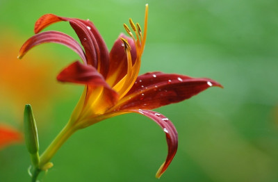 Hemerocallis_1_22-07-2007.jpg