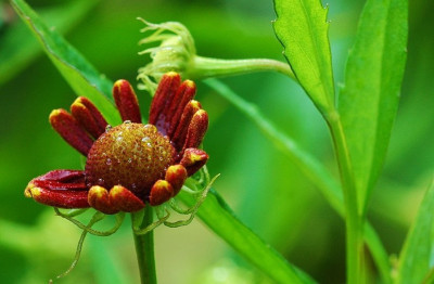 Helenium_1_22-07-2007.jpg