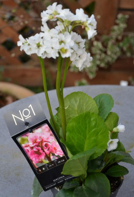 Bergenia-weiß.20-1.jpg