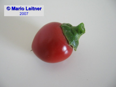 comp_070721_Ungarische_Kirschpaprika.jpg