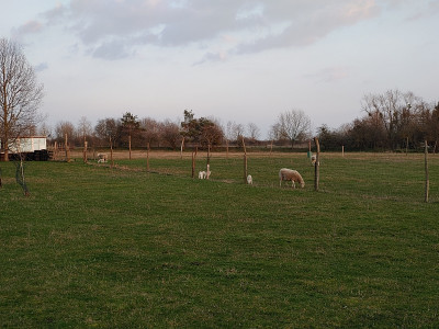 Torg2020_03_07_03SheepsBluBluHausen.jpg