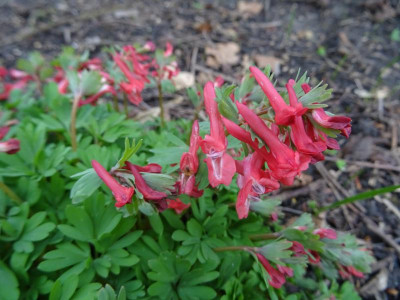 Corydalis solida G.P. Baker März 2020.JPG