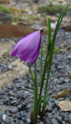 Olsynium douglasii20.jpg