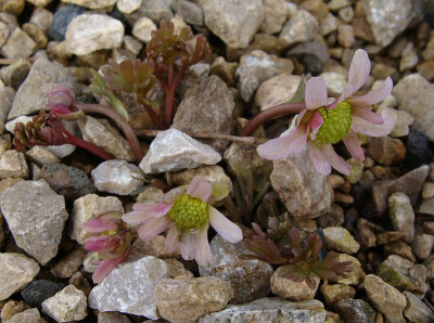 Callianthemum anemonoides20.jpg