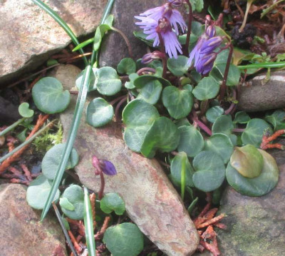 Soldanella alpina 070320.jpg