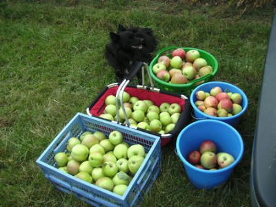 bewachte_Apfel.jpg