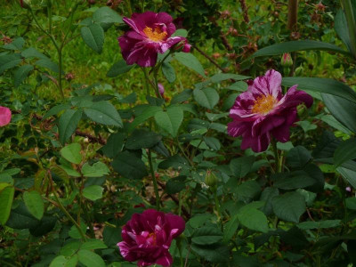 Roseraie de Commer 2012.jpg