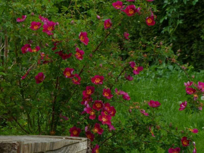 Single Cherry 2012.jpg