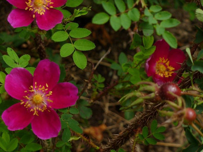 Single Cherry remon..jpg
