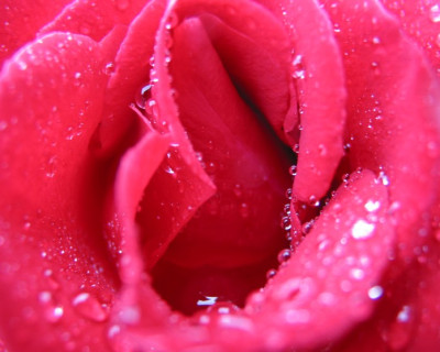 ROSE_IM_REGEN.jpg