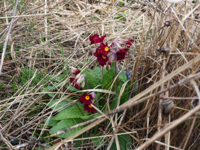 Primula Polyantha roter Sämling P3080039.JPG