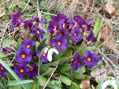 Primula Polyantha 2019 P3080053.JPG