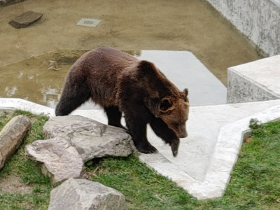 Torg2020_03_08_03Baer1.jpg