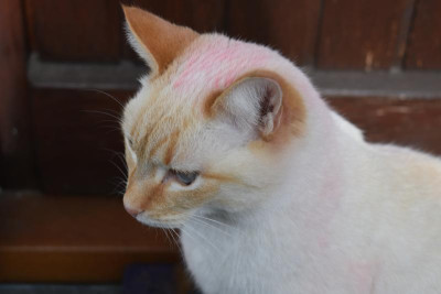 rosa pablo 002.JPG