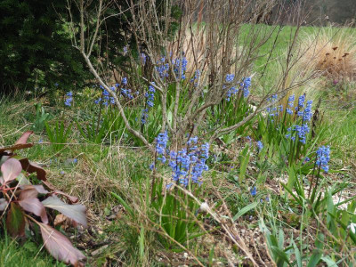 Hyacinthus orientalis blau P3080040.JPG