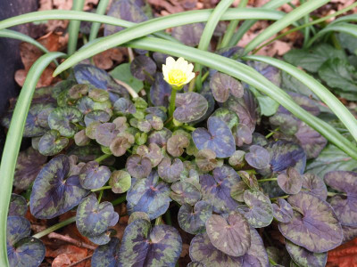 Ranunculus ficaria Hussey P3080029.JPG
