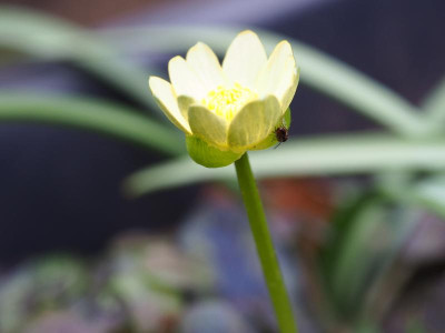 Ranunculus ficaria Hussey P3080032.JPG