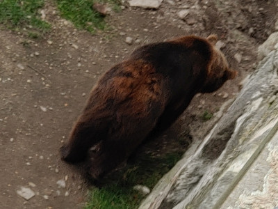 Torg2020_03_08_04Baer2.jpg